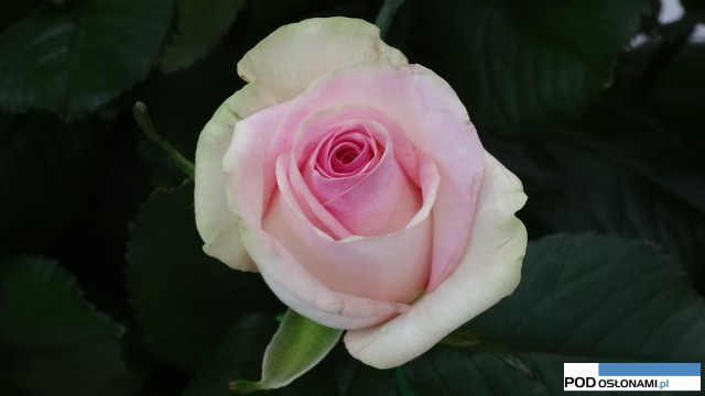 Podczas Festiwalu Róż w Goczałkowicach Zdroju goście mogli dowiedzieć się o bułgarskim olejku różanym