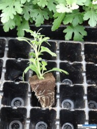 sadzonka chryzantemy w Preforma plug z firmy Jiffy