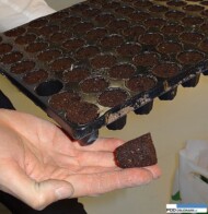Preforma plant plugs z firmy Jiffy_GrootGroen Plus 2015_Zundert