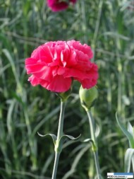 gozdzik_Penelope_Turscy 2015