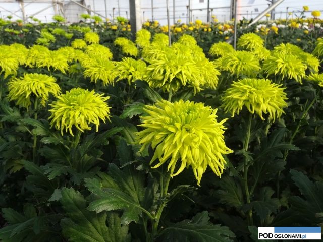 Chryzantema Galiaro-Green_Dni Otwarte Turscy Rzgow 2015
