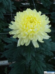 Chryzantema Salma Cream_Dni Otwarte Turscy Rzgow 2015