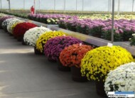 Chryzantemy drobnokwiatowe_w tym zolta-Surfer-Yellow-Golden_Dni Otwarte Turscy Rzgow 2015