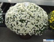 Chryzantema drobnokwiatowa Runner Green White_Dni Otwarte Turscy Rzgow 2015