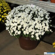 Chryzantema drobnokwiatowa Capriole White_Dni Otwarte Turscy Rzgow 2015