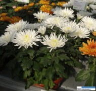 Chryzantema DB _nowosc z firmy Royal van Zanten__Dni Otwarte Turscy Rzgow 2015