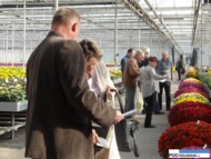 Chryzantemy drobnokwiatowe_Dni Otwarte Turscy Rzgow 2015