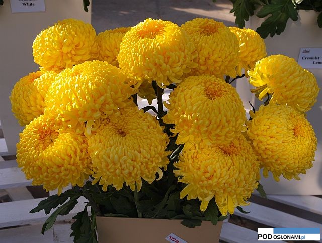 chryzantemy Creamist Yellow_Zaklad-Ogrodniczy-Cichon_Chryzantemowe Dni Otwarte 2015