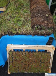 Dutch Green Roof_Sedum