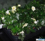 Helleborus-niger-Happy-Day