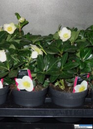 Helleborus-niger-Happy-Day