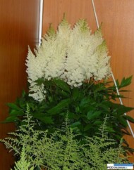 Astilbe hybrida Weisse Gloria