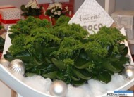 Kalanchoe La Mia Favorita Croco_FloraHolland Trade Fair Aalsmeer 2015