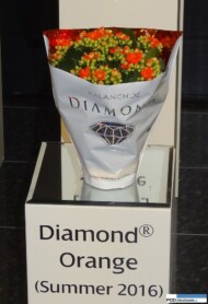 Kalanchoe-Diamond_z firmy Slikerman_FloraHolland Trade Fair Aalsmeer 2015