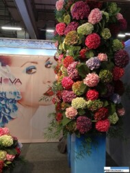 hortensje_kiwaty ciete_firma PerlaNova_FloraHolland-Trade-Fair-Aalsmer-2015