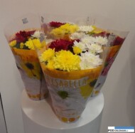 Chrysanthemum_Chrysabella_mix_gospodarstwo Berjhout Plants_FloraHolland Trade Fair Aalsmeer 2015