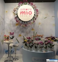 Storczyki Phalaenopsis_Amore Mio Orchids_FloraHolland-Trade-Fair-Aalsmer-2015