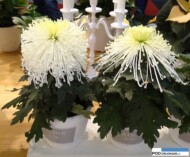 Chryzantemy z firmy Hofstede Hovaria_FloraHolland Trade Fair Aalsmeer 2015