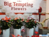 Anthurium_Amazoneplants_FloraHolland-Trade-Fair-Aalsmer-2015