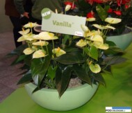 Anthurium Vanilla_Anthura_FloraHolland Trade Fair Aalsmeer 2015