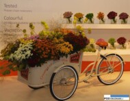 chryzantemy_ekspozycja AAA Kiku Flowers _loraHolland-Trade-Fair-Aalsmer-2015
