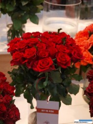 roza Vino Rosso