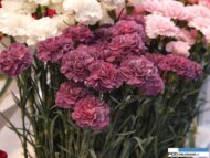 Dianthus Mohave