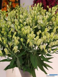 Alstroemeria White Pearls