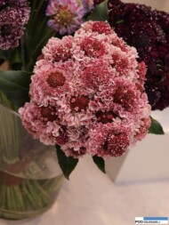 Scabiosa z grupy Scoop