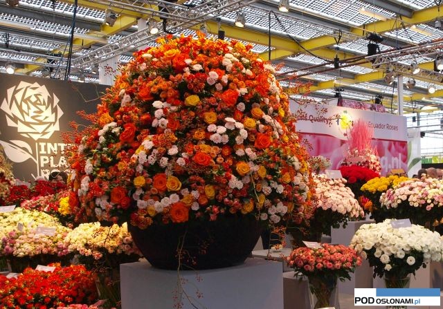 róże ze stoiska Interplant Roses_ targi IFTF 2015