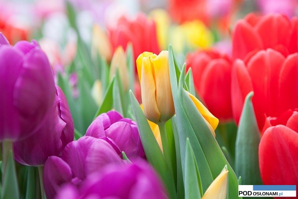 materiały prasowe Tulip Trade Event