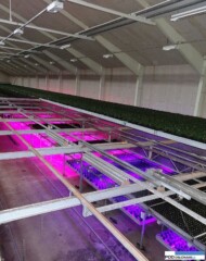Doswietlanie kalanchoe lampami LED_uprawa na kilku poziomach w pracowni Knud Jepsen a-s