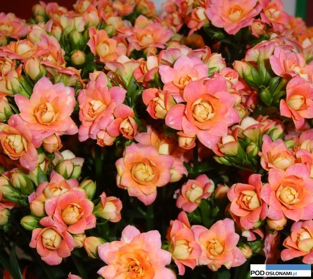 Kalanchoe Queen CutFlowers Amazing Pink Maeadow hodowli firmy Knud Jepsen a-s
