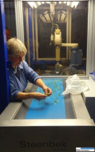 Thoruplund_robot do sadzonkowania_Campanula