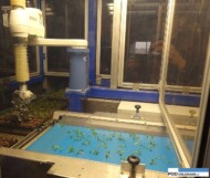 robot do sadzonkowania_Thoruplund