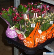 Schlumbergera_Thoruplund_zestaw mieszany w markowych rekawach wpalecie na wozku dunskim_m