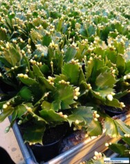 Schlumbergera_stadium generatywne_Thoruplund