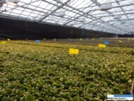 Gartneriet Thoruplund_Schlumbergera