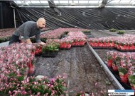 Gartneriet Thoruplund_Schlumbergera_pakowanie kwitnacych roslin