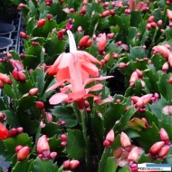 Gartneriet Thoruplund_Schlumbergera_okaz kwitnacy