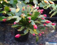 Gartneriet Thoruplund_Schlumbergera_jeden z okazow hodowlanych_obfite kwitnienie_zwarty pokroj