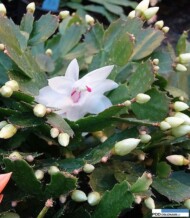 Gartneriet Thoruplund_Schlumbergera_jeden z okazow hodowlanych_m
