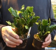 Schlumbergera_Thoruplund_odmiana nowej generacji_z prawej_m