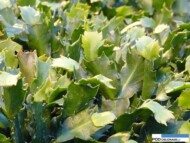 Gartneriet Thoruplund_Schlumbergera_pedy odmian nowej generacji_krotkie