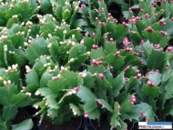 Gartneriet Thoruplund_Schlumbergera_odmiany o bialych i purpurowych kwiatach