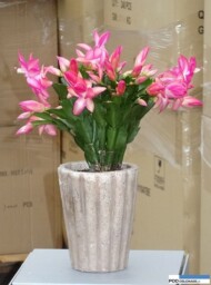 Schlumbergera_Tendeza_Rosa Danica_