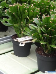 Rosa Danica_Schlumbergera_ochrona biologiczna przed wciornastkami