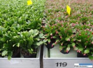 Schlumbergera_rozne odmiany_RosaDanica