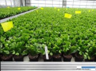 Gopodarstwo Rosa Danica__Schlumbergera - produkcja na kwitnienie w poł. listopada (rynek prezentow) _zdjecie z poczatku pazdziernik