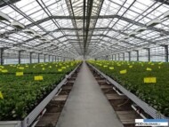 Schlumbergera_Rosa Danica